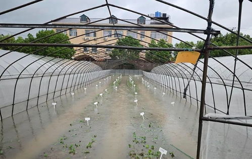 臺風(fēng)災(zāi)后蔬菜生產(chǎn)恢復(fù)技術(shù)指導(dǎo)與農(nóng)業(yè)科研支撐