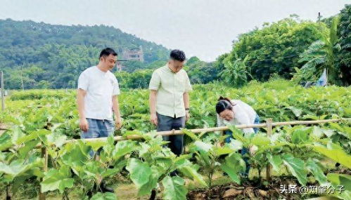 仲愷農(nóng)業(yè)工程學(xué)院科技特派員團(tuán)隊為肇慶農(nóng)業(yè)產(chǎn)業(yè)發(fā)展把脈開方