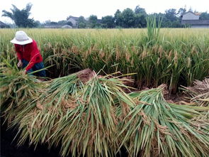 眉山職業技術學院科技賦能“一優兩高”水稻競賽，助推糧油供給側改革與農業技術革新
